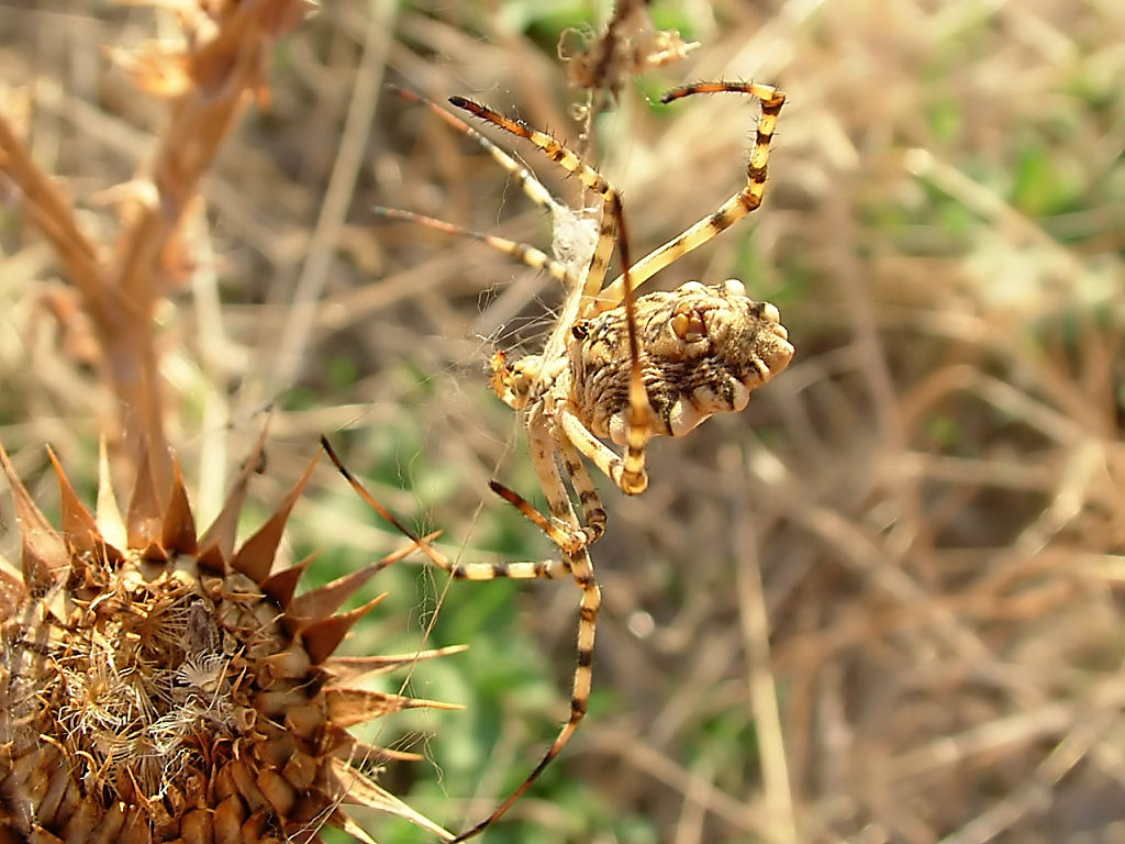 ... ammazza... quant'' grande... (Argiope lobata)